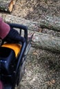 Felling trees in the forest with a chainsaw Royalty Free Stock Photo