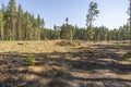 Felling trees in a forest under a sky. A vast clearing was created in a forest after cutting down trees Royalty Free Stock Photo