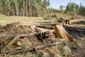 Felling trees in a forest under a sky. A vast clearing was created in a forest after cutting down trees Royalty Free Stock Photo