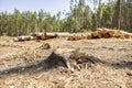 Felling trees in a forest under a sky. A vast clearing was created in a forest after cutting down trees Royalty Free Stock Photo