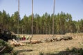 Felling trees in a forest under a sky. A vast clearing was created in a forest after cutting down trees Royalty Free Stock Photo