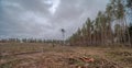 Felling trees in a pine forest under a cloudy sky, in winter . Royalty Free Stock Photo