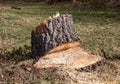 Felling trees in the spring park