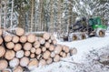 Felling trees in winter in the forest