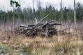 felling waste; clearfell residues in boreal forest Royalty Free Stock Photo