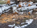 Felling wood in the spring in a park