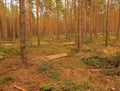 Felling of young trees in pine forest.