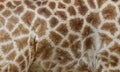 Fellmuster einer Giraffe Royalty Free Stock Photo