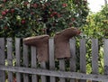 felt boots are dried on a wooden rustic fence against the background of an apple tree