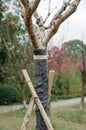 A blankets wrapped round cherry tree trunk to keep warm