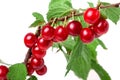 Felted cherry branch isolated on white background Royalty Free Stock Photo