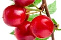 Felted cherry branch isolated on white background Royalty Free Stock Photo