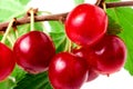 Felted cherry branch isolated on white background Royalty Free Stock Photo