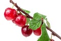 Felted cherry branch isolated on white background Royalty Free Stock Photo