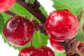 Felted cherry branch isolated on white background Royalty Free Stock Photo