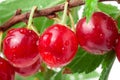 Felted cherry branch isolated on white background Royalty Free Stock Photo