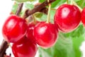 Felted cherry branch isolated on white background Royalty Free Stock Photo