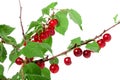 Felted cherry branch isolated on white background Royalty Free Stock Photo