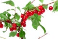 Felted cherry branch isolated on white background Royalty Free Stock Photo