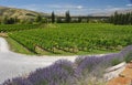 Felton Road Vineyard Royalty Free Stock Photo