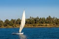 Feluccas are the traditional sailing craft of the Nile