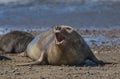 Femaale elephant seal, Royalty Free Stock Photo