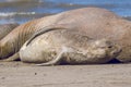 Femaale elephant seal, Peninsula Valdes, Royalty Free Stock Photo
