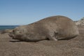 Femaale elephant seal, Peninsula Valdes, Royalty Free Stock Photo