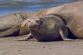 Femaale elephant seal, Peninsula Valdes, Royalty Free Stock Photo