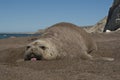 Femaale elephant seal, Peninsula Valdes, Royalty Free Stock Photo