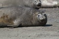 Femaale elephant seal, Peninsula Valdes, Royalty Free Stock Photo