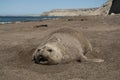 Femaale elephant seal, Peninsula Valdes, Royalty Free Stock Photo