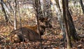 Femail Elk Resting in the Woods in Cherokee, North Carolina