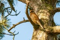 Female falcon kestrel, Falco tinnunculus , perched in a tree Royalty Free Stock Photo