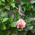 Femail hummingbird on the flower