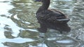 femail mallard duck ( anas platyrhynchos) swimming in beautiful pond. close up