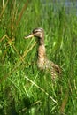 Femail mallard Royalty Free Stock Photo