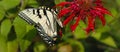 Female Eastern Tiger Swallowtail butterfly on red Monarda Bee Balm flower panoramic banner Royalty Free Stock Photo