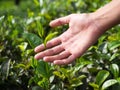 Femal hand holding fragile tea leaf on tea plantation near Ella, Sri Lanka, Asia