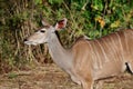 Femal kudu listening, one ear cocked back listening.