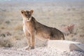 Femal Lion standing on Road