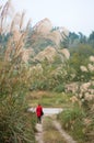 A Femal Shadowy Figure in Miscanthus Background Royalty Free Stock Photo