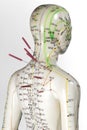 Acupuncture model