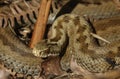 Female Adder Snake (Vipera berus) just out of Hibernation.