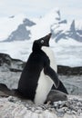 Female Adelie penguin with chicks.