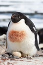 Female Adelie penguin that incubates in a simple nest eggs Royalty Free Stock Photo