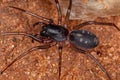 Female Adult Ant mimic Sac Spider