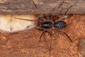 Female Adult Ant mimic Sac Spider