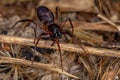 Female Adult Ant mimic Sac Spider