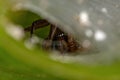 Female Adult Araneoid Spider Royalty Free Stock Photo